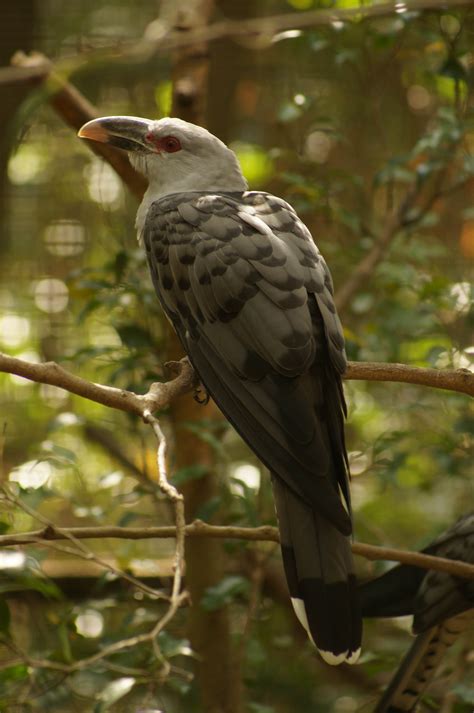 channel billed cuckoo pictures